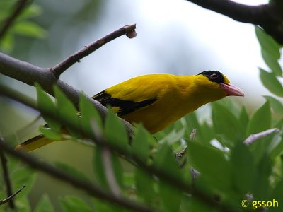 081001-CNG-58a.jpg