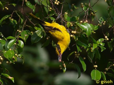 080412-CNG-123a.jpg