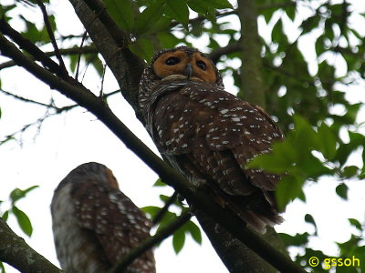 SPOTTED WOOD OWL