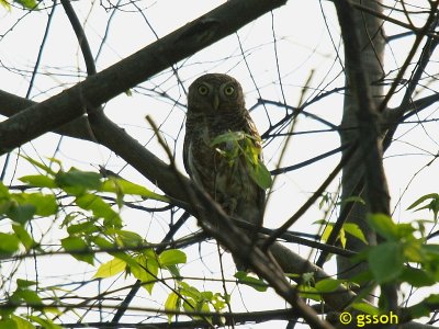 ASIAN BARRED OWLET