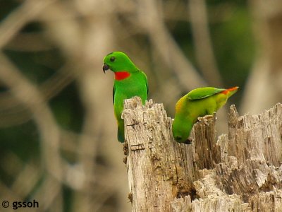 BLUE-CROWNED HANGING PARROT
