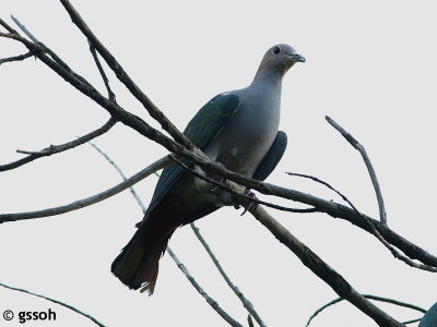 PIGEON