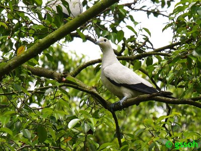 PIED IMPERIAL PIGEON