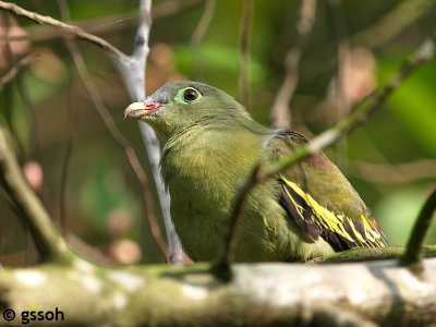 THICK-BILLED GREEN PIGEON