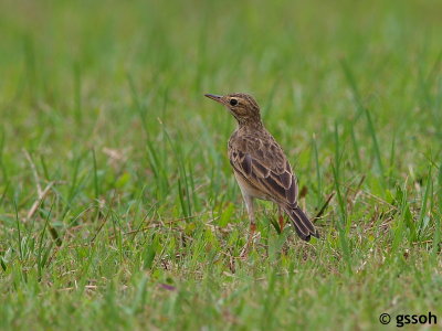 081001-CNG-65a.jpg