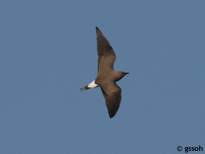 071201-SBL-77a.jpg