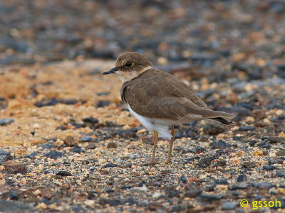 LITTLE-RINGED PLOVER