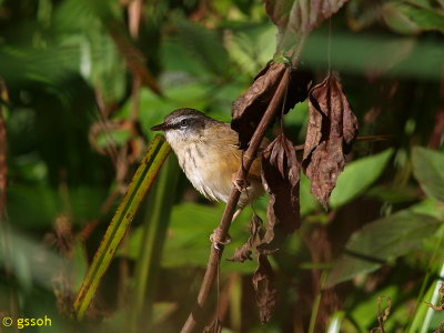 HILL PRINIA