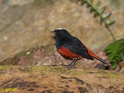 WHITE-CAPPED WATER REDSTART