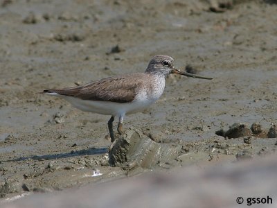 TEREK SANDPIPER