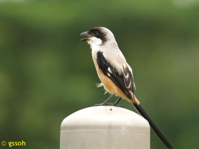 LONG-TAILED SHRIKE