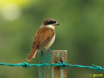 060930-MUAR-19a.jpg