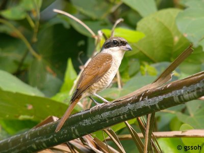 TIGER SHRIKE