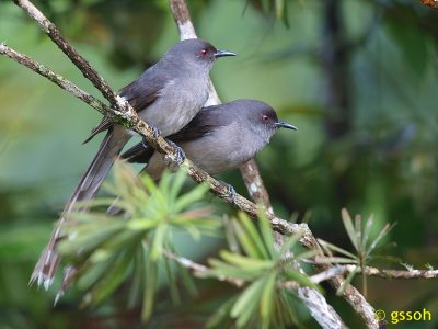 LONG-TAILED SIBIA