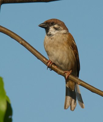 061210-PTJW-32a.jpg