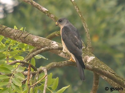 CHINESE SPARROWHAWK
