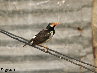 ASIAN PIED STARLING