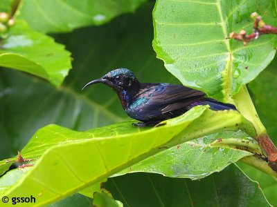 COPPER THROATED SUNBIRD