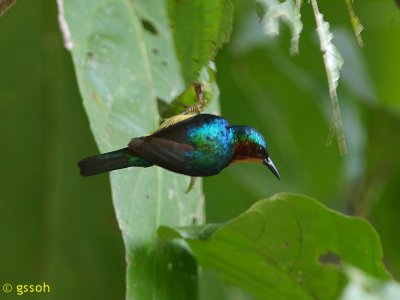 RUBY-CHEEKED SUNBIRD