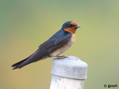 PACIFIC SWALLOW