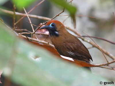 FLUFFY-BACKED TIT-BABBLER