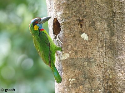 RED-CROWNED BARBET