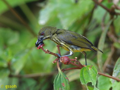 YELLOW-BREASTED FLOWERPECKER