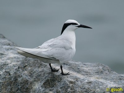 BLACK-NAPED TERN