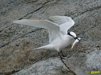 BLACK-NAPED TERN