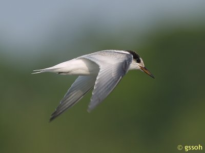 070808-KRJ-42a.jpg