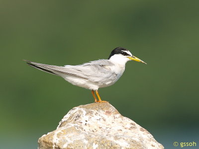 LITTLE TERN