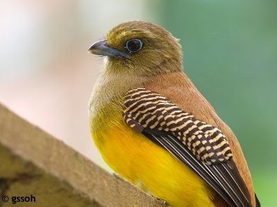 ORANGE-BREASTED TROGON