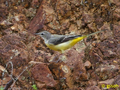 GREY WAGTAIL