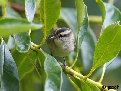 MOUNTAIN LEAF WARBLER