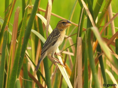 ASIAN GOLDEN WEAVER