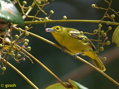 GREEN IORA