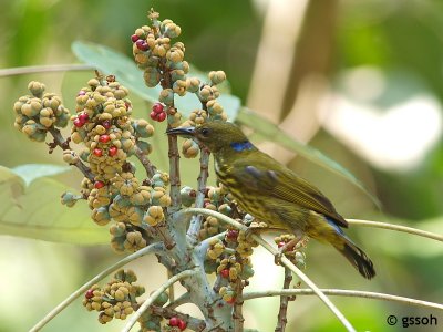 PURPLE-NAPED SUNBIRD