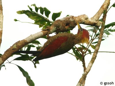 CRIMSON WINGED WOODPECKER
