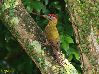LACED WOODPECKER