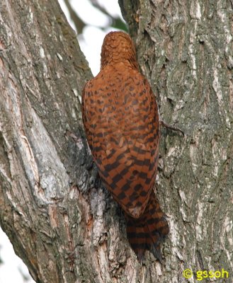 RUFOUS WOODPECKER