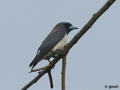 WHITE-BREASTED WOODSWALLOW