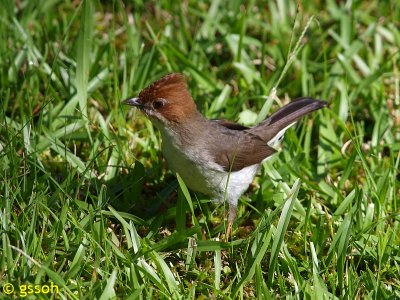 CHESTNUT-CRESTED YUHINA (ERPORNIS)