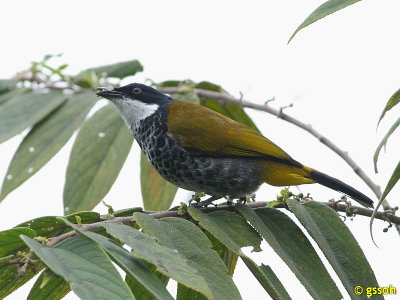 SCALY-BREASTED BULBUL