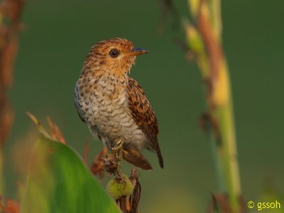 PLAINTIVE CUCKOO