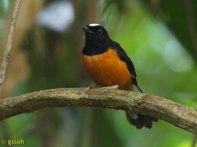 WHITE-CROWNED SHAMA