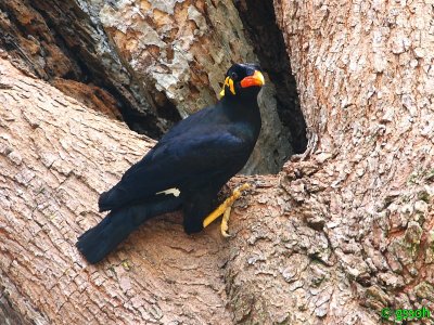 HILL MYNA