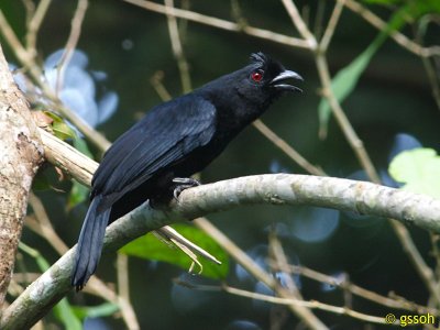 BLACK MAGPIE
