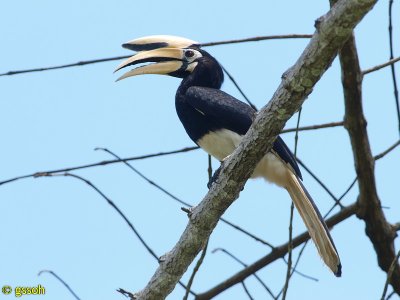ORIENTAL PIED HORNBILL