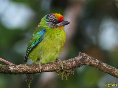 GOLD-THROATED BARBET
