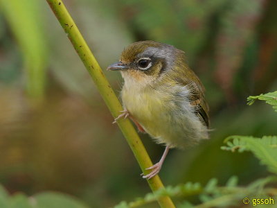 BLACK-EARED SHRIKE-BABBLER